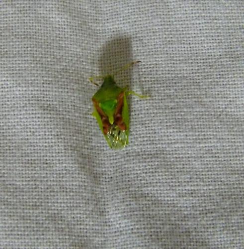 Cyphostethus tristriatus